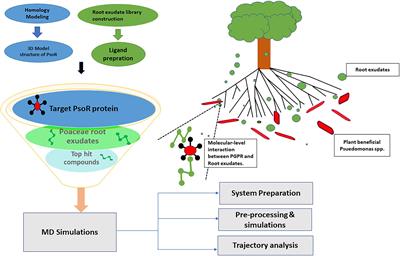 Identification of Putative Elicitors From Plant Root Exudates Responsible for PsoR Activation in Plant-Beneficial Pseudomonas spp. by Docking and Molecular Dynamics Simulation Approaches to Decipher Plant–Microbe Interaction